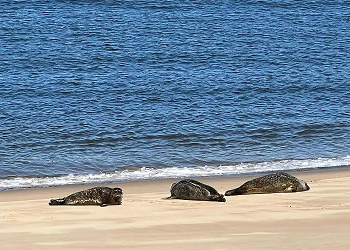 Cosy Testerep , Newly Renovated 公寓 奥斯滕德