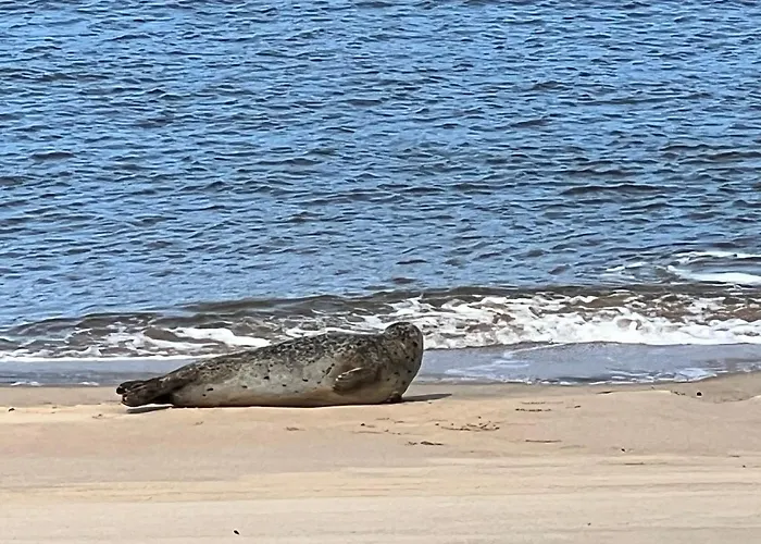 Cosy Testerep , Newly Renovated 公寓 *